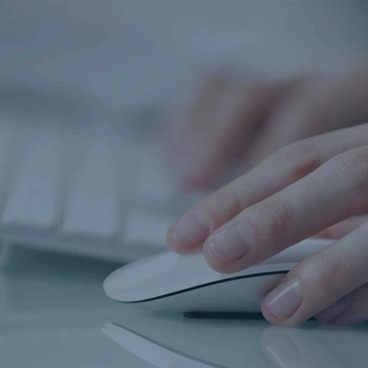 Download Distributor Program Guide